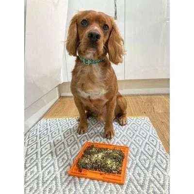 Finnigan's Enchanted Pup Dog Collar Set