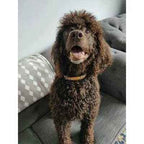 Luxury Dog Collar Set: Finnigan's Fancy 🐾