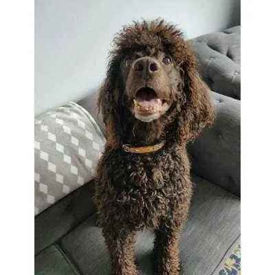 Luxury Dog Collar Set: Finnigan's Fancy 🐾