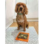 The Bedazzle Dog Lead No. 9s Finnigans Play Pen